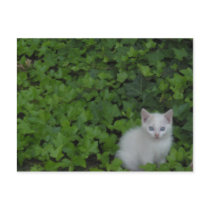 Kitten postcards by rachelmallino Kitten postcards
