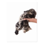 kitten postcard
