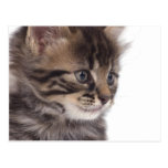 kitten postcard