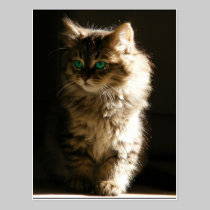Kitten Postcards postcards