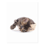 kitten postcards