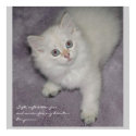 Kitten Poster posters