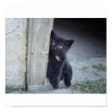 Kitten posters by MasterKirkby Kitten posters