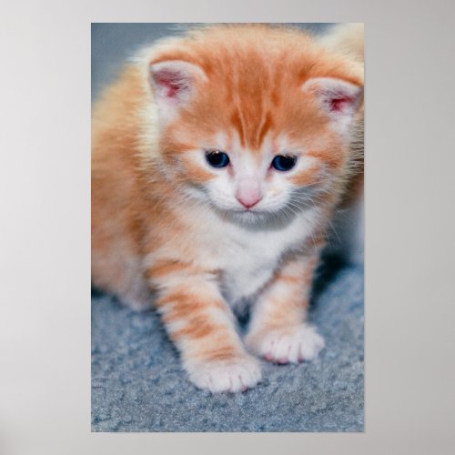 Kitten Poster print