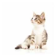 Kitten Poster