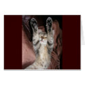 Kitten Power Card by RedRider08 Kitten Power Card