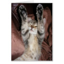 Kitten Power Card by RedRider08 Kitten Power Card