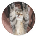 Kitten Power Sticker by RedRider08 Kitten Power Sticker