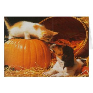 Kitten, Pumpkin and Puppy card