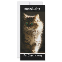 Kitten Rack Card