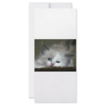Kitten Full Color Rack Card