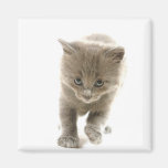 kitten refrigerator magnets