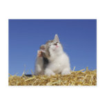 Kitten sitting on straw, scratching, close-up post card