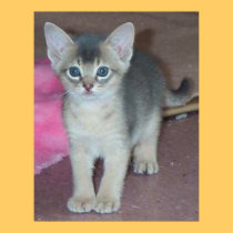 Kitten Six Weeks posters