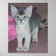Kitten Six Weeks Posters