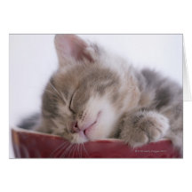 Kitten Sleeping in Bowl 2 Cards