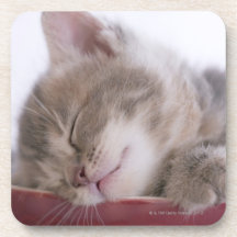 Kitten Sleeping in Bowl 2 Coaster