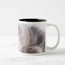 Kitten Sleeping in Bowl 2 Mug