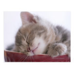 Kitten Sleeping in Bowl 2 Post Card