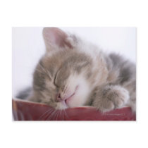 Kitten Sleeping in Bowl 2 Post Card