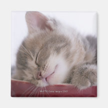 Kitten Sleeping in Bowl 2 Refrigerator Magnet