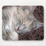 kitten sleeping on a mousepad mousepads
