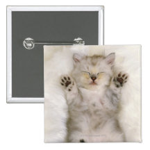 Kitten Sleeping on a White Fluffy Carpet, High