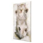Kitten Sleeping on a White Fluffy Carpet, High Stretched Canvas Print