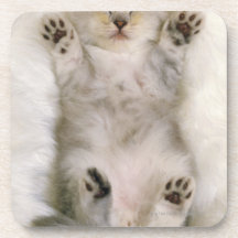 Kitten Sleeping on a White Fluffy Carpet, High Drink Coasters