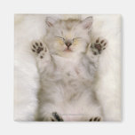 Kitten Sleeping on a White Fluffy Carpet, High Magnet