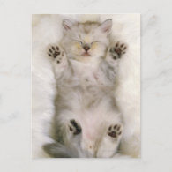 Kitten Sleeping on a White Fluffy Carpet, High Post Card