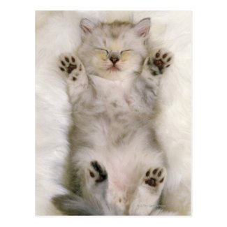 Kitten Sleeping on a White Fluffy Carpet, High Post Card