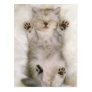 Kitten Sleeping on a White Fluffy Carpet, High Post Card Kitten Sleeping on a White Fluffy Carpet, High Post Card