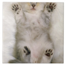 Kitten Sleeping on a White Fluffy Carpet, High Tile