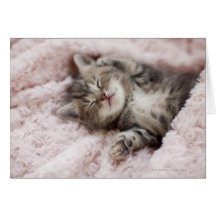 Kitten Sleeping on Towel Card