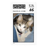 Kitten stamps