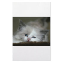 Kitten stationery