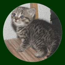 Kitten sticker