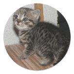 Kitten sticker