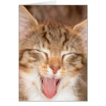 Kitten Sticking It's Tongue Out Card