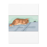 Kitten Tshirts and Gifts 172 Post Cards