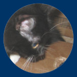 Kitten Waiting Sticker