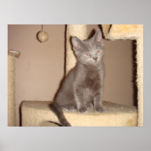 Kitten with Attitude Print