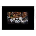 Kitten with Sea Shells cards