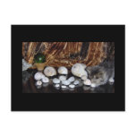 Kitten with Sea Shells postcards