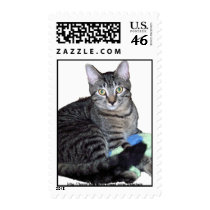 Kitten with sock stamp
