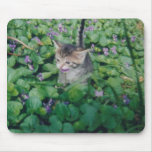Kitten With Violet Smile Kitten With Violet Smile
