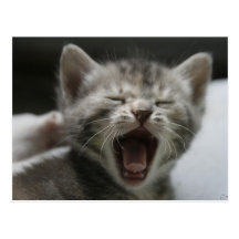 Kitten Yawning Postcard