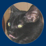 Kitten Yum Yum Sticker stickers
