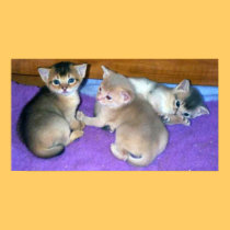 Kittens 3-weeks old Abyssinians posters